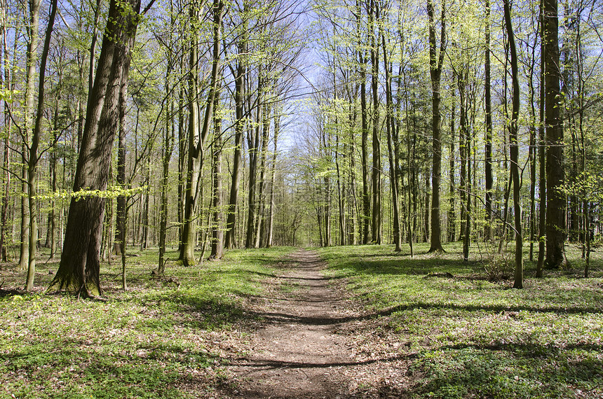 春天的森林路径公园林地射线太阳光树干季节环境植物阳光分支机构图片