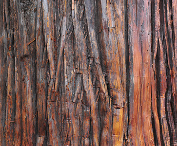 条边框纹理木头树干林地植物树木宏观日志背景图片