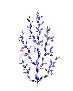 装饰照片植物群水果晴天白色红色蓝色背景图片