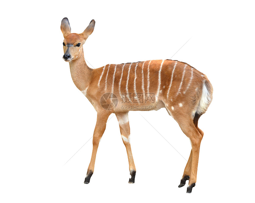 与世隔离的女性尼亚拉野生动物棕色动物黑色羚羊条纹哺乳动物动物群食草白色图片