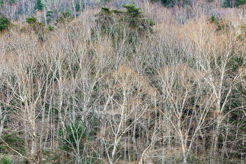 秋季森林树枝黄树芦苇植物乡村丛林木头环境杂草红假图片