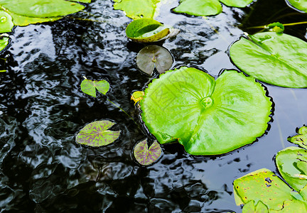 水面上的百合板软垫植物睡莲浮萍绿色叶子花园百合池塘背景图片