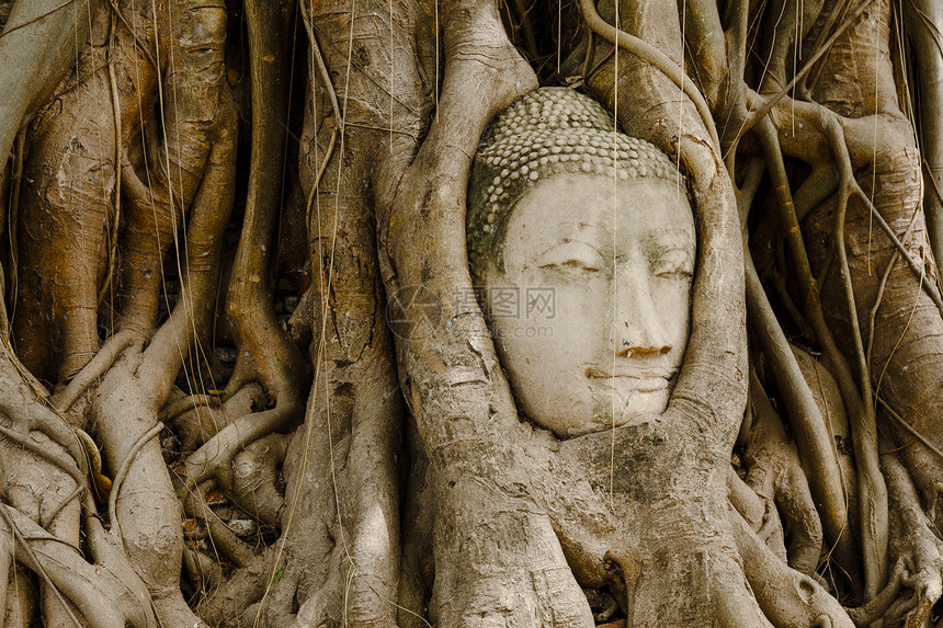 在Ayutthaya的旧树上 头上戴着布丁头的老树榕树树根精神雕像地标佛头纪念碑废墟文化宗教图片