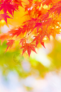 秋秋树背景枫树植物枫叶黄色绿枫绿色叶子红色背景图片