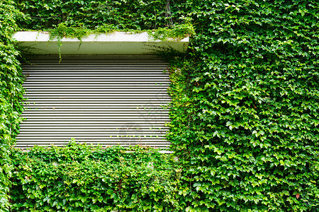 绿色常春藤叶墙壁上装有金属滚环百叶窗背景图片