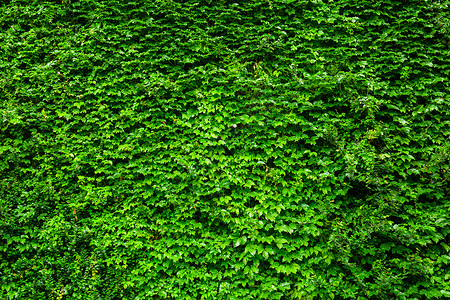 绿色长谷绿墙背景图片