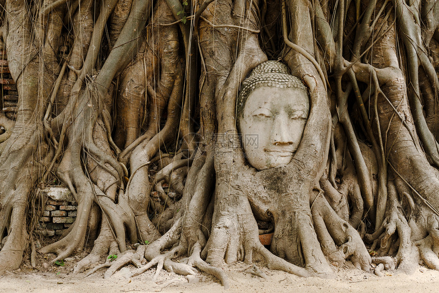 在Ayutthaya的旧树上 头上戴着布丁头的老树寺庙宗教冥想崇拜旅行雕像杂草艺术精神砂岩图片