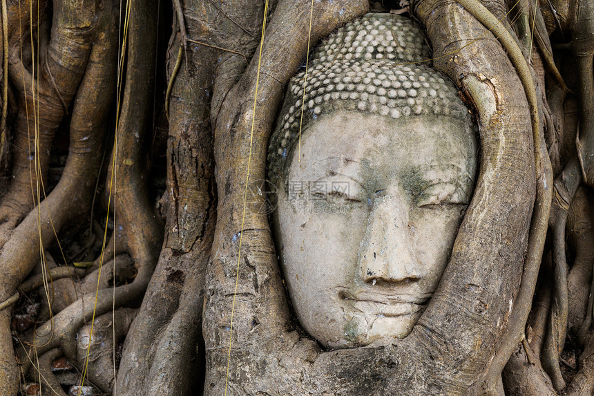 佛头在树干中 Wat Maha石头废墟信仰寺庙佛教徒宗教精神纪念碑艺术雕像图片