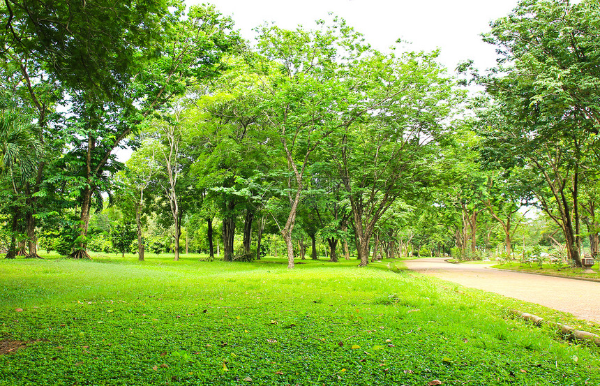 公园绿树绿色美丽土地森林叶子场地草地木头树木植物图片