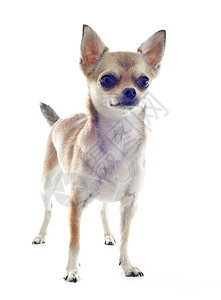 小狗吉娃娃动物犬类宠物白色棕色工作室背景图片