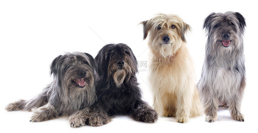 比利牛牧羊犬工作室牧羊犬小狗灰色宠物毛皮棕褐色动物犬类图片