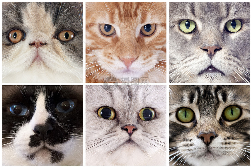 猫头猫工作室棕色三色婴儿团体灰色虎斑宏观小猫宠物图片