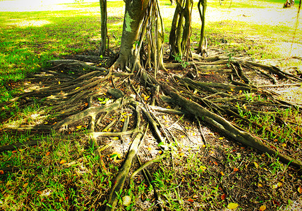 树根榕树丛林树干木头植物叶子森林绿色公园环境背景图片