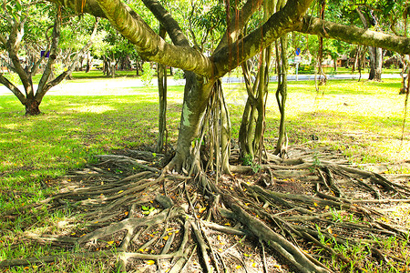树根环境丛林绿色木头植物学植物树干森林叶子公园背景图片