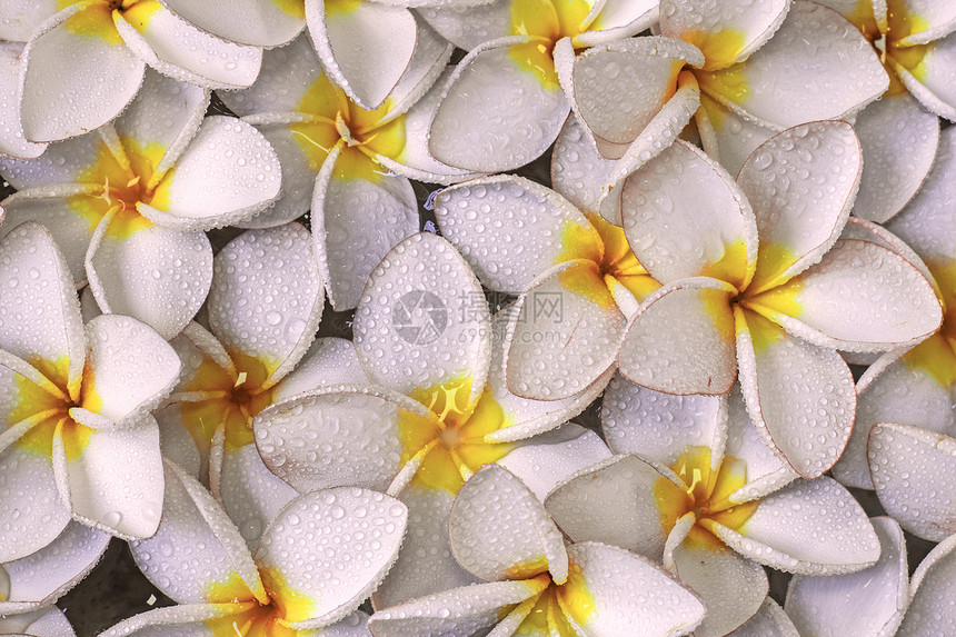 弗朗吉帕尼花朵花瓣情调热带温泉粉色香水植物群鸡蛋花异国植物图片