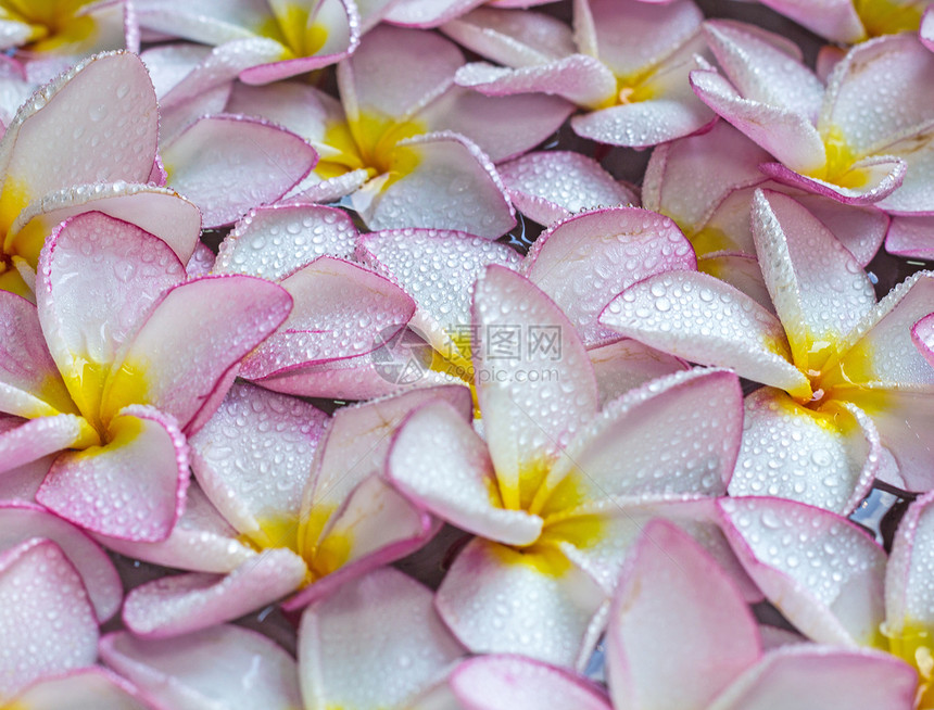 弗朗吉帕尼花朵香水情调温泉植物花瓣鸡蛋花异国植物群热带粉色图片