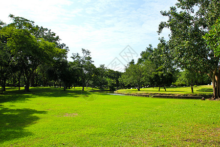 公园绿树木头森林植物土地风景季节绿色场地草地美丽图片