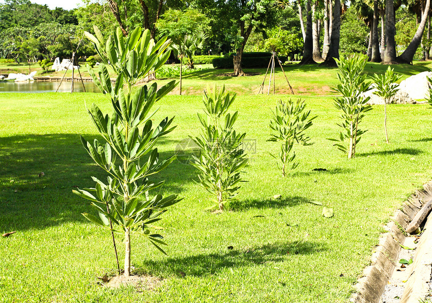 在花园里开花的年轻小树苗植物农场森林绿色种植园草地场地叶子生长图片