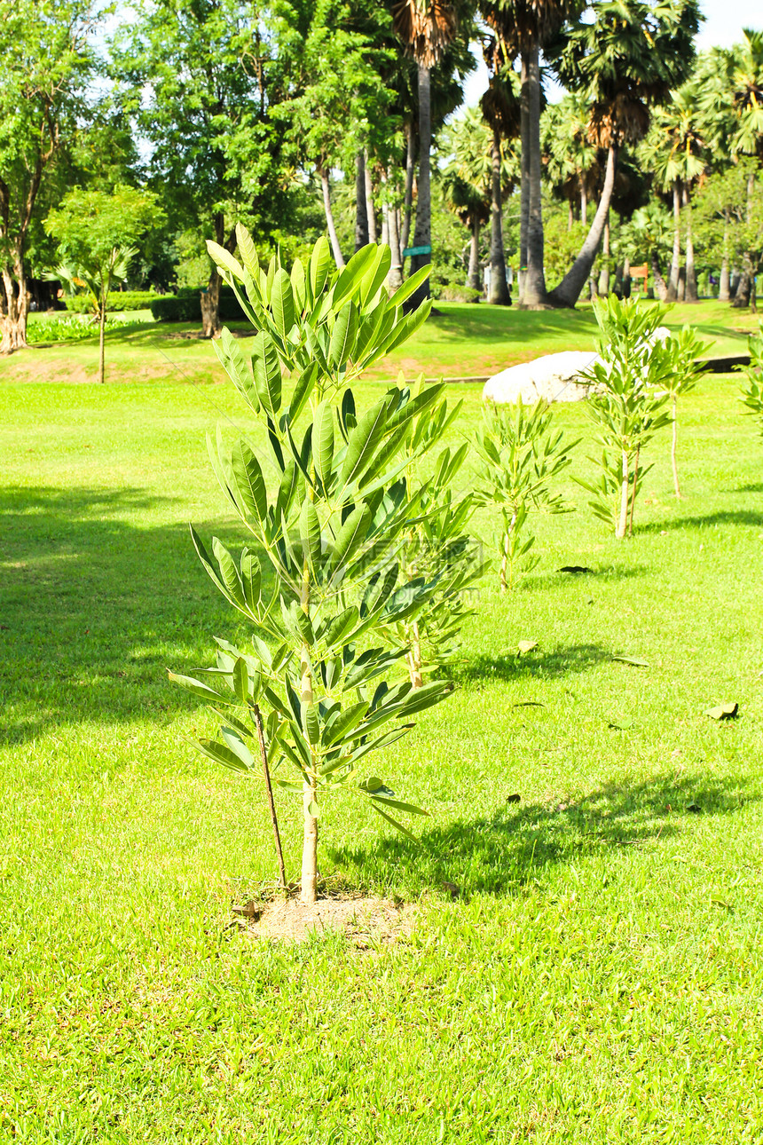 在花园里开花的年轻小树苗场地生长叶子种植园草地植物森林农场绿色图片