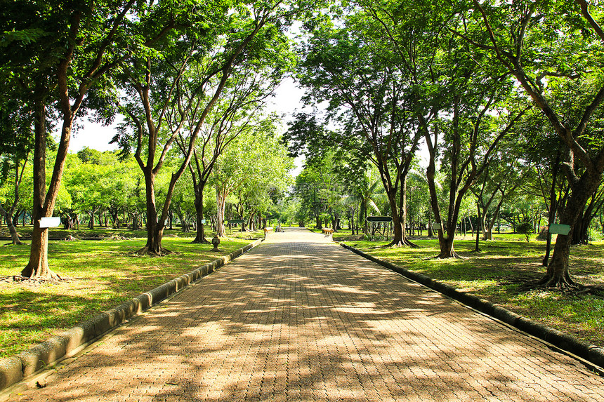 公园的走道绿色木头植物土地小路人行道花园叶子草地风景图片
