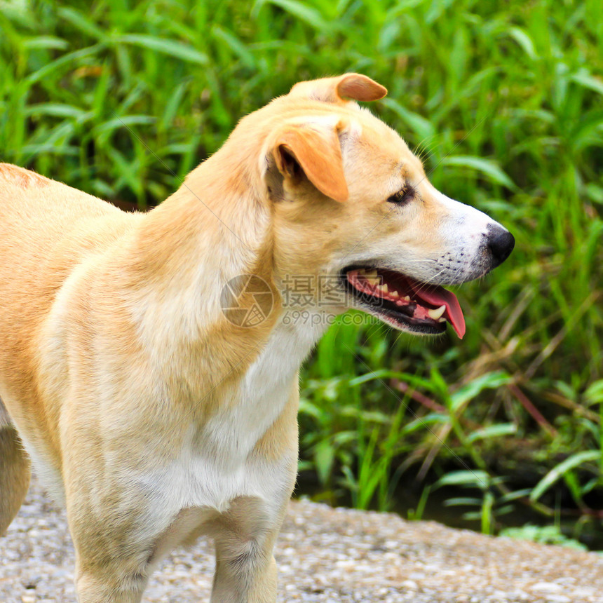 泰国菜园里的泰式狗街道哺乳动物宠物犬类棕色图片