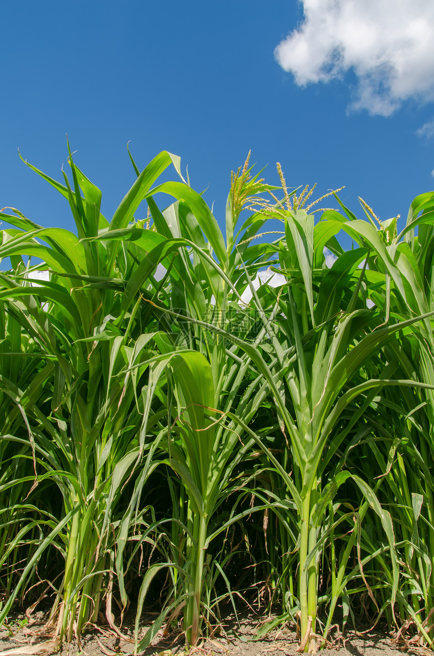 绿玉米田生产季节植物场景收成地面棒子谷物国家种子图片