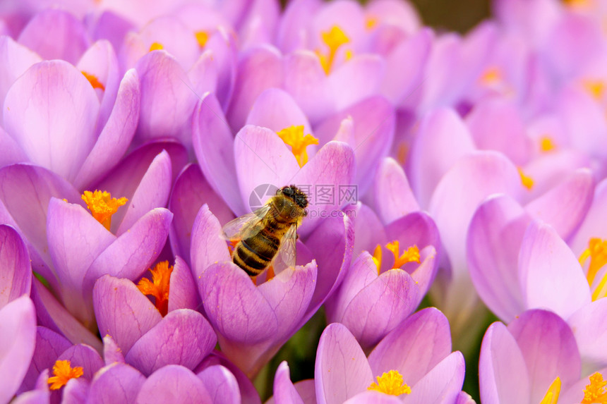 蜜蜂紫色花园粉色花坛植物学动物红花宏观昆虫植物图片