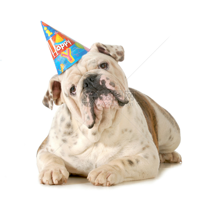 生日狗胡须纯品种婴儿小狗动物庆典帽子哺乳动物红色派对图片