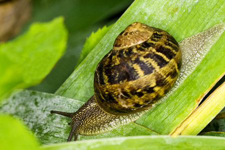 全速前进宏观蜗牛绿色植物叶子花园动物高清图片