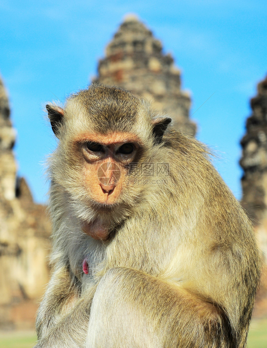 猴子的肖像猕猴建筑眼睛石头哺乳动物旅行寺庙宗教节日传统图片