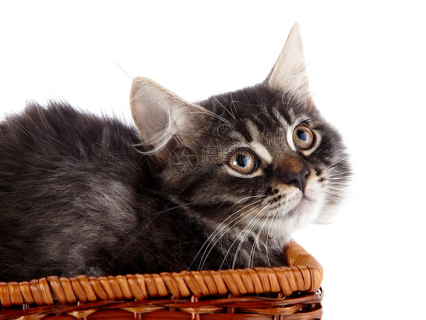 一只小毛猫在一篮子里宠物友谊兽医猫科眼睛橙子毛皮农场尾巴婴儿图片