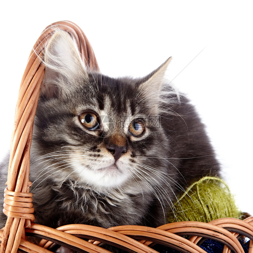 一只猫的肖像 在一篮子里装着羊毛球图片