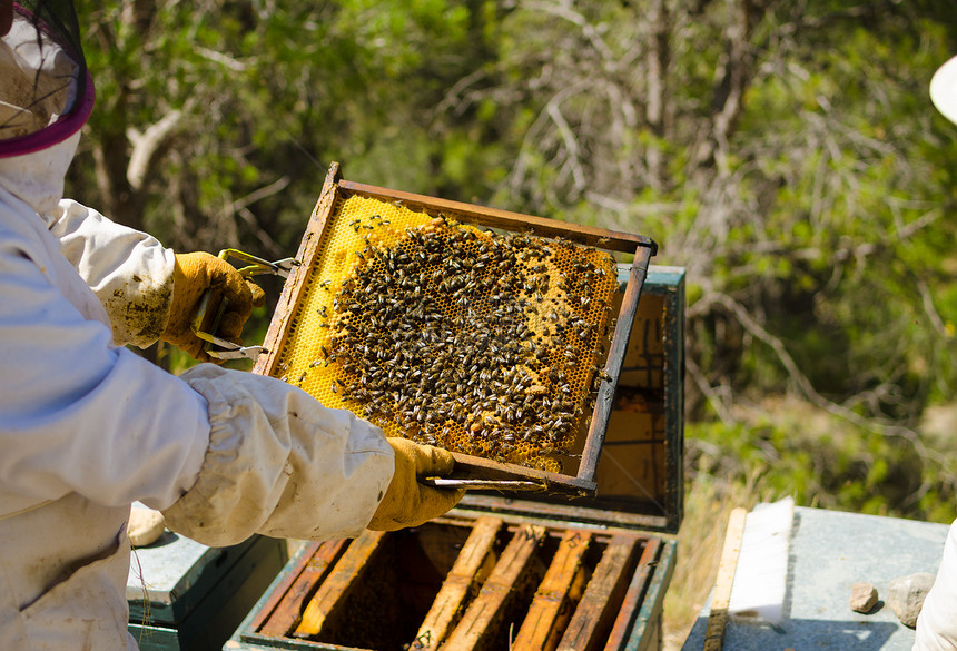 阿皮亚里施在工作蜂窝养蜂业职业蜜蜂水平蜂房防护服昆虫图片