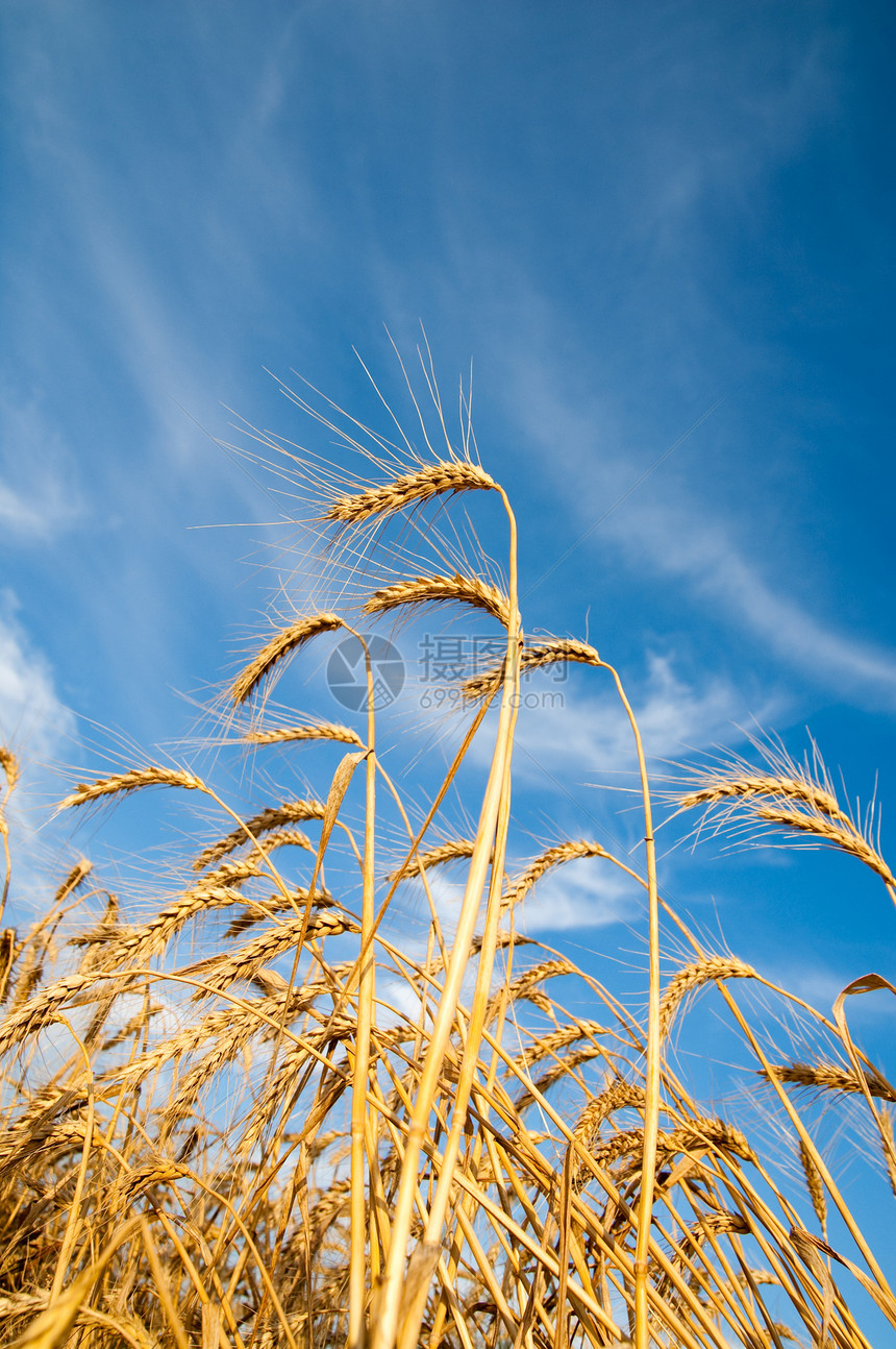 金麦耳朵 上面有蓝天的金麦干草粮食谷物阳光种子面包蓝色土地环境生长图片