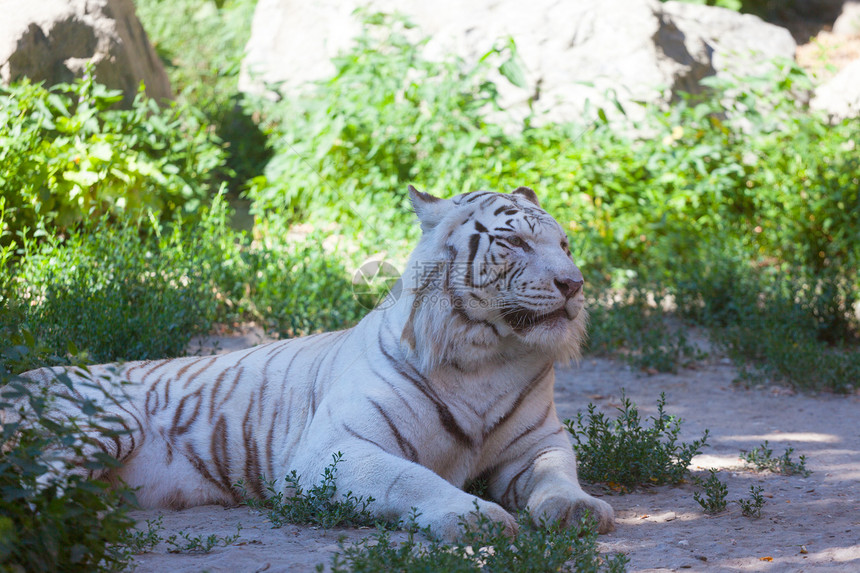 白老虎躺在草地上图片