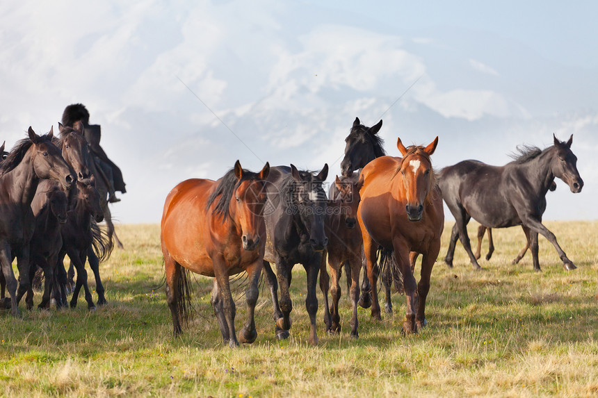 马群在夏天的牧场上赛跑者哺乳动物良种太阳能跑步草地自由场地鬃毛速度图片