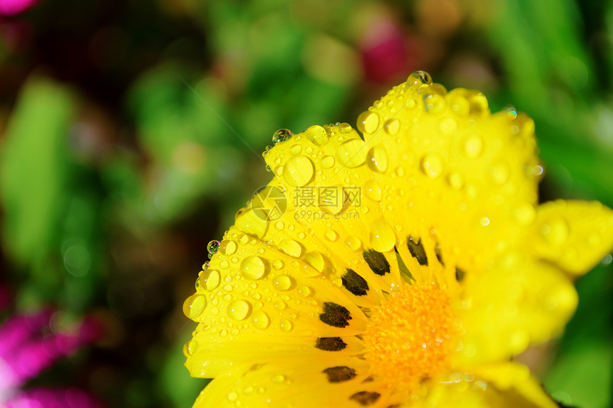 黄色露珠花图片