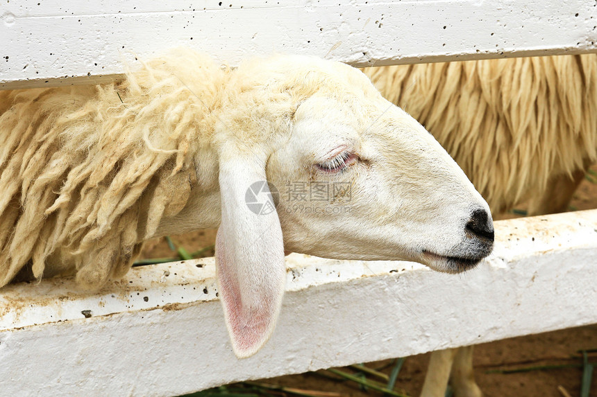 羊农场农村库存动物白色哺乳动物场地母羊羊毛羊肉图片