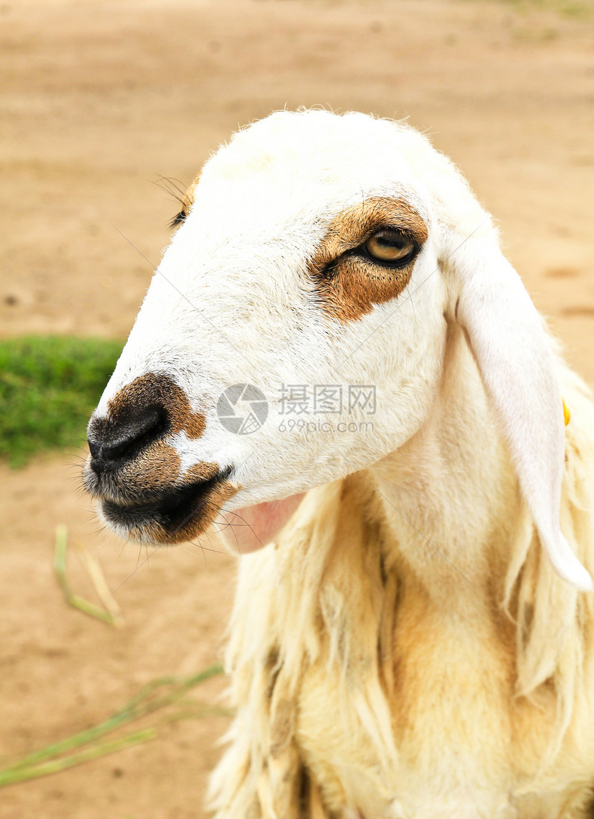 羊乡村库存动物羊肉场地母羊哺乳动物农村羊毛白色图片