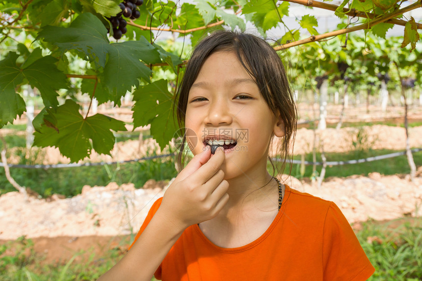 年青妇女食葡萄藤蔓女孩紫色水果酒厂叶子花园植物生长食物图片