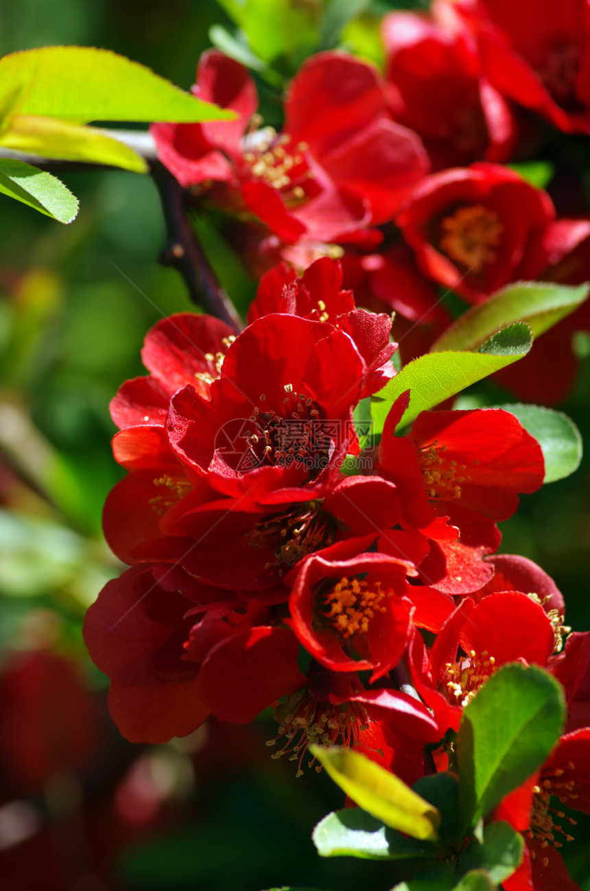 一朵小红鸡尾花的特写派对植物生长花瓣茶花枝条摄影玫瑰宏观食物图片