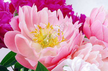 粉红花瓣的鲜花花园植物宏观荒野森林蜂蜜花朵摄影花粉脆弱性背景图片