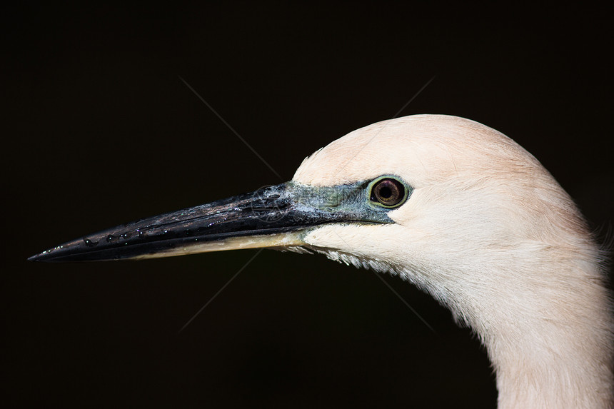 Egret 特写羽毛热带白鹭野生动物黑色苍鹭荒野湿地眼睛脖子图片