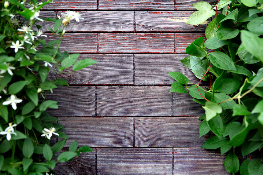 带叶叶木背景问候语单板风化框架木头木板木材植物草本植物枝条图片