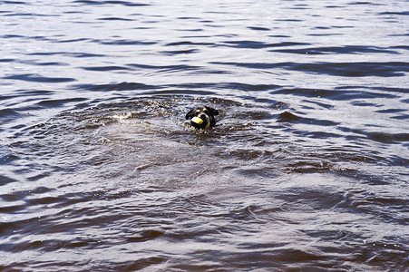 游泳狗杂交种水域混种宠物玩具动物品种乐趣喜悦杂交背景图片