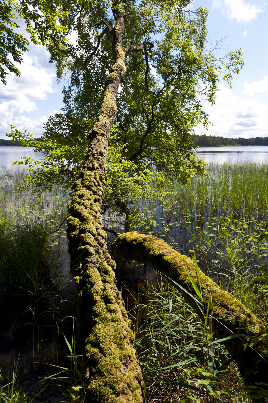 瑞典Asnen湖苔藓旅行自然保护区森林水域牧歌树木图片