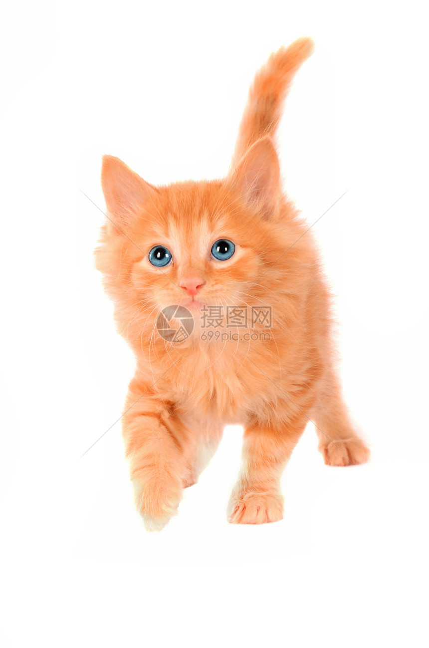 可爱的橘子小猫图片