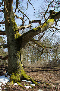 旧大橡树长满苔藓的树高清图片
