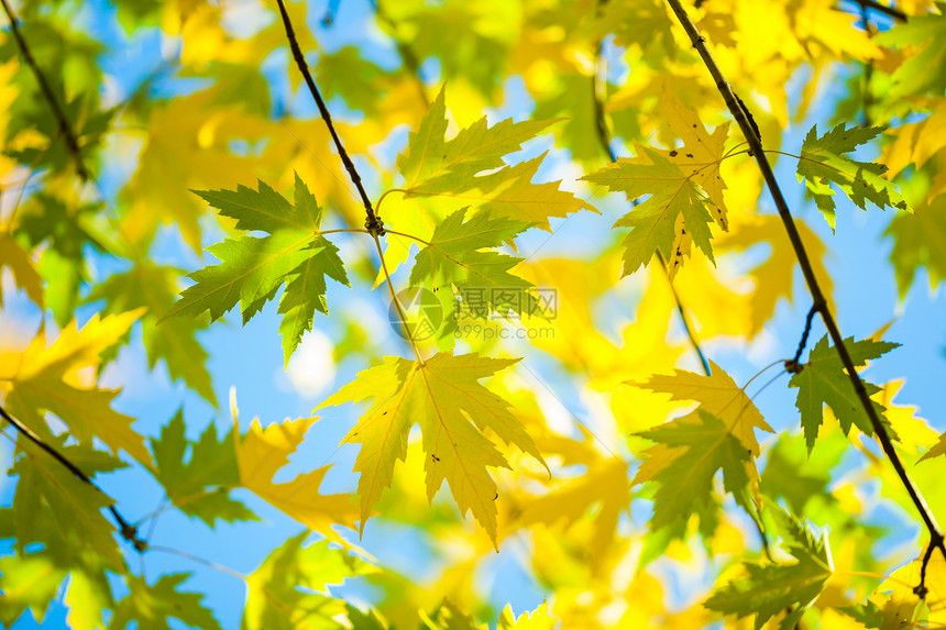 绿叶和黄叶水平树木生长环境绿色森林活力叶子图片