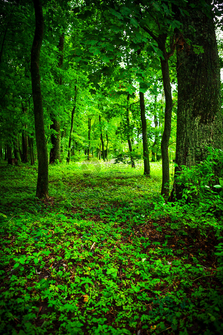 森林中生活树林树干场景公园森林阴影城市风景植物图片
